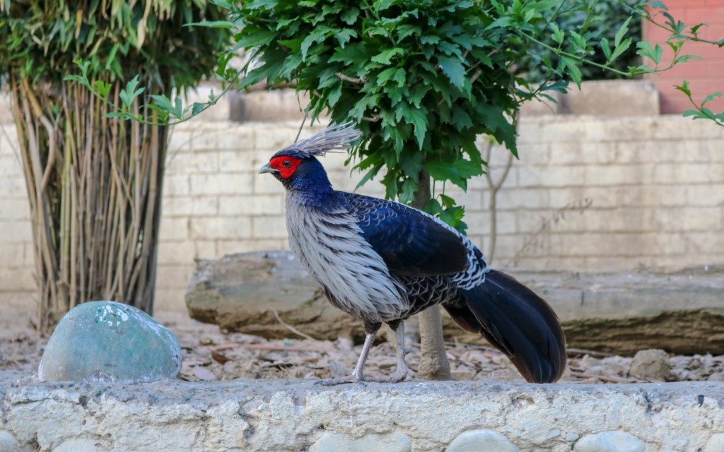 Western Tragopan